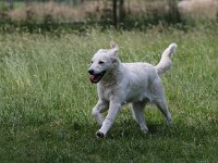 Puppys van Bliss040622-0065